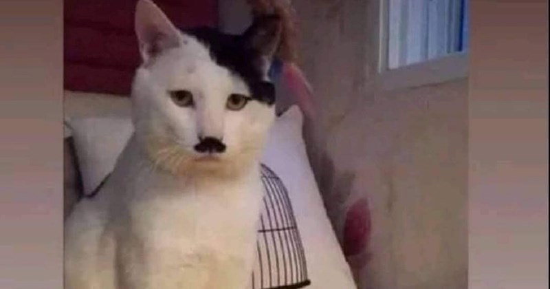 Tip je kupio mačka specifičnog krzna i traži ideje za ime, regija plače od smijeha na prvi komentar