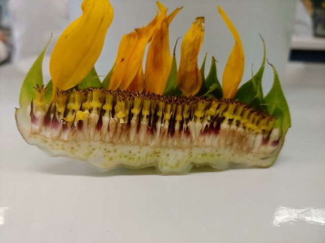 Unutrašnjost suncokreta