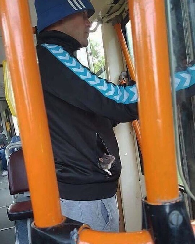 Stuart Little u stvarnom životu