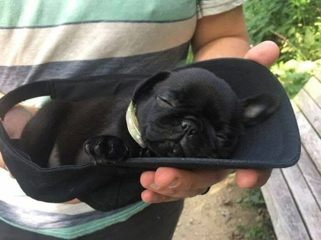 Suite s pet zvjezdica