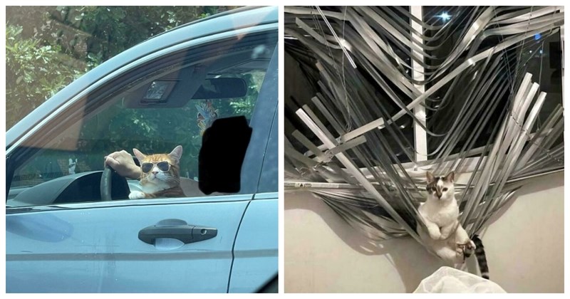 18 mačaka koje žive svoj najbolji život i veće su kulerice nego što ijedan čovjek ikad može biti!