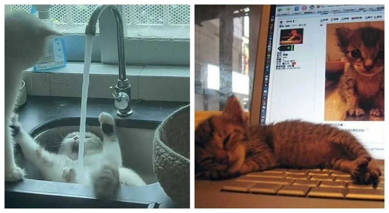 20+ preslatkih i zarazno smiješnih maca u neobičnim situacijama, koje djeluju poput antidepresiva!