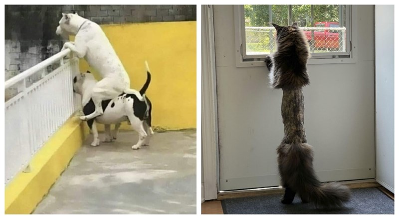 20+ fotki životinja koje će vam zasigurno popraviti dan