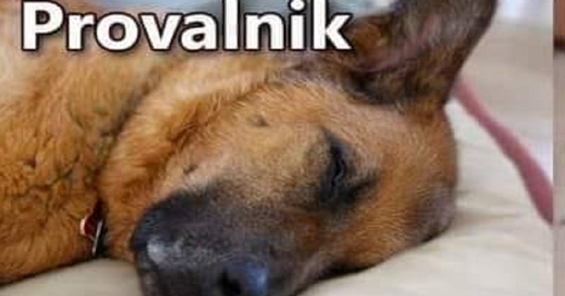Fora o psima i njihovoj ulozi čuvara nasmijala je tisuće na Fejsu, genijalna je
