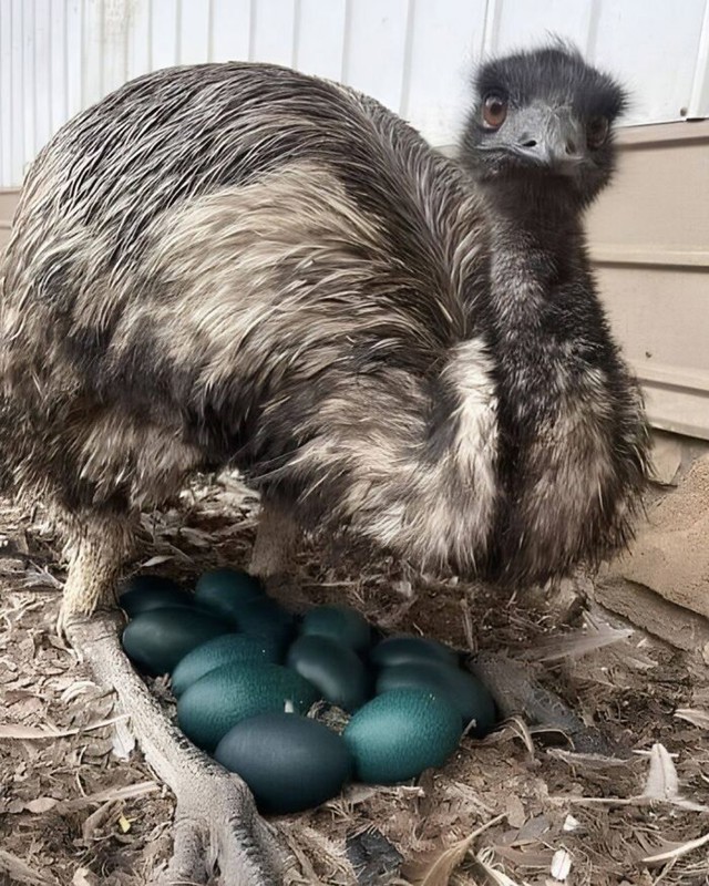 Emu tata na straži