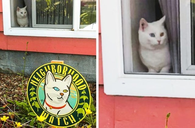 "Naša mačka uvijek ovako gleda tko prilazi našoj kući, pa smo joj nabavili naljepnicu na kojoj piše da je ona čuvar"