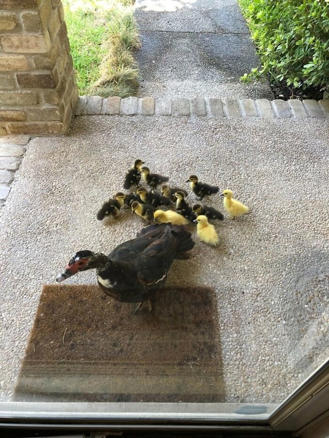 Svake godine ova mama patka dovodi svoje pačiće u moju kuću, a ja joj pomažem da se brine za njih. Jutros sam otvorila vrata i dočekalo me 13 novih bebica