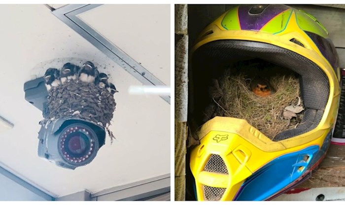 20 puta kada su ptice napravile gnijezda na najneobičnijim mogućim mjestima i postale su viralni hit