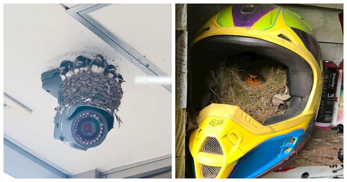 20 puta kada su ptice napravile gnijezda na najneobičnijim mogućim mjestima i postale su viralni hit