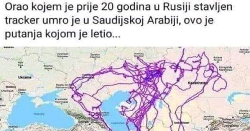 Tip iz Bosne srušio je internet komentarom na zanimljivost o orlovima, morate vidjeti