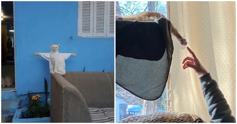 20 fotki koje dokazuju da su mačke zaista božanska bića?