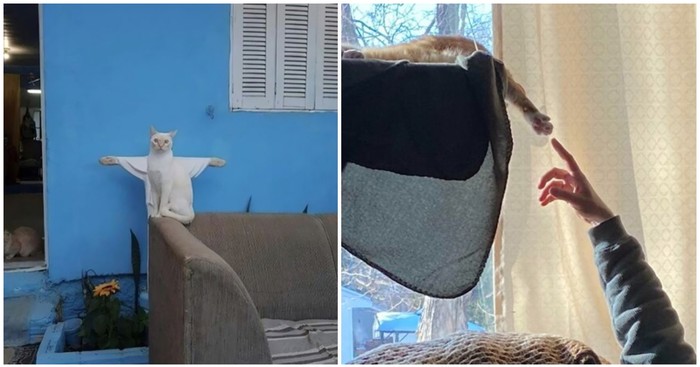 20 fotki koje dokazuju da su mačke zaista božanska bića?