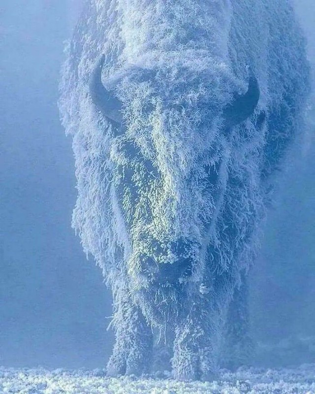 Bizon na minus 35 stupnjeva