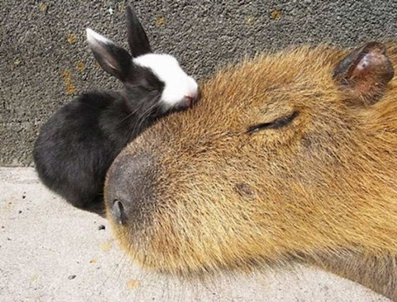 "Neobična prijateljstva su ujedno i najbolja"