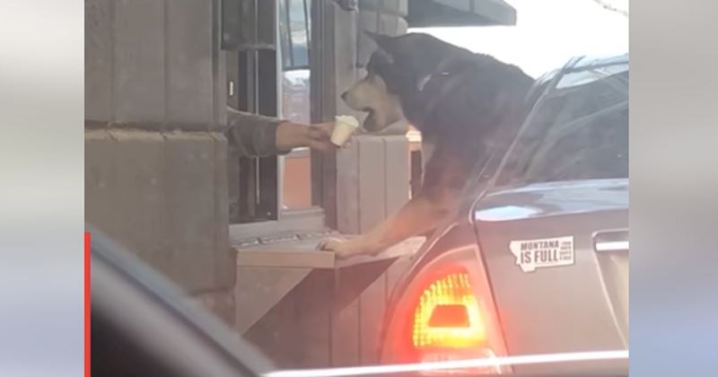 Ljudi dijele snimke svojih pasa koji obožavaju vožnje, ovo je nešto najslađe što ćete danas vidjeti!