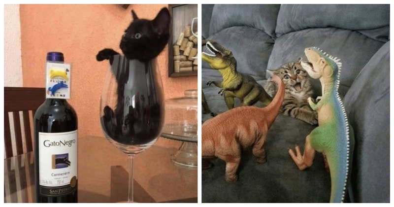 20+ fotki mački koje nikoga neće ostaviti ravnodušnim