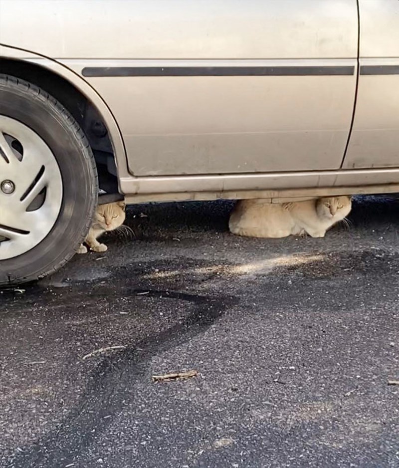 Hranio sam mačku po imenu Feral Gerald. Upravo sam otkrio da su on dvije različite mačke