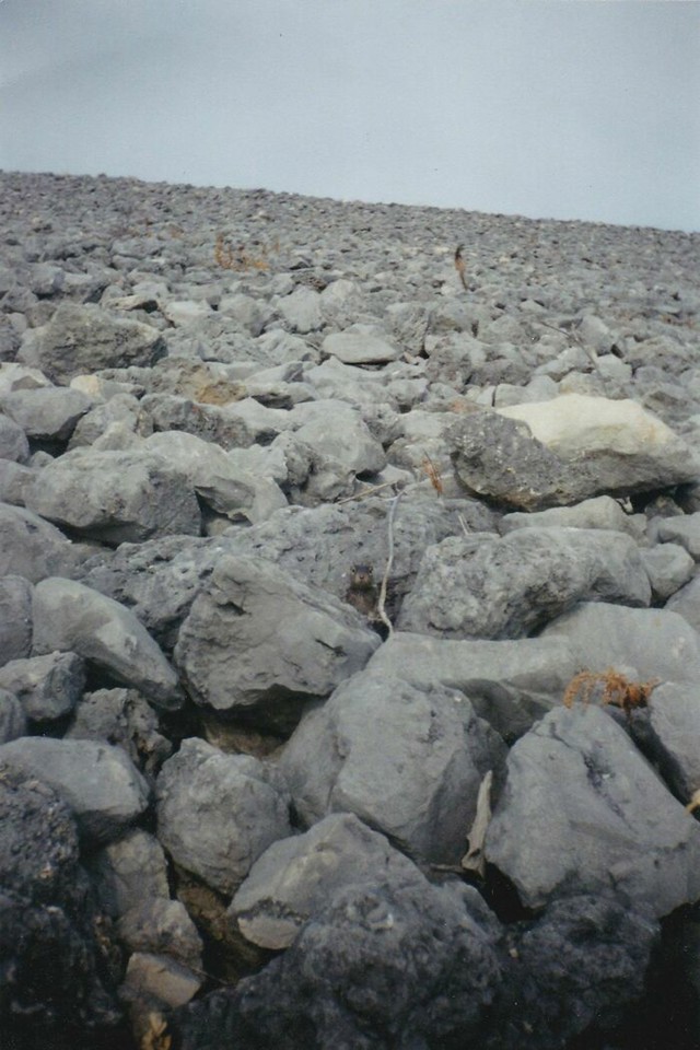 Skrivena vjeverica