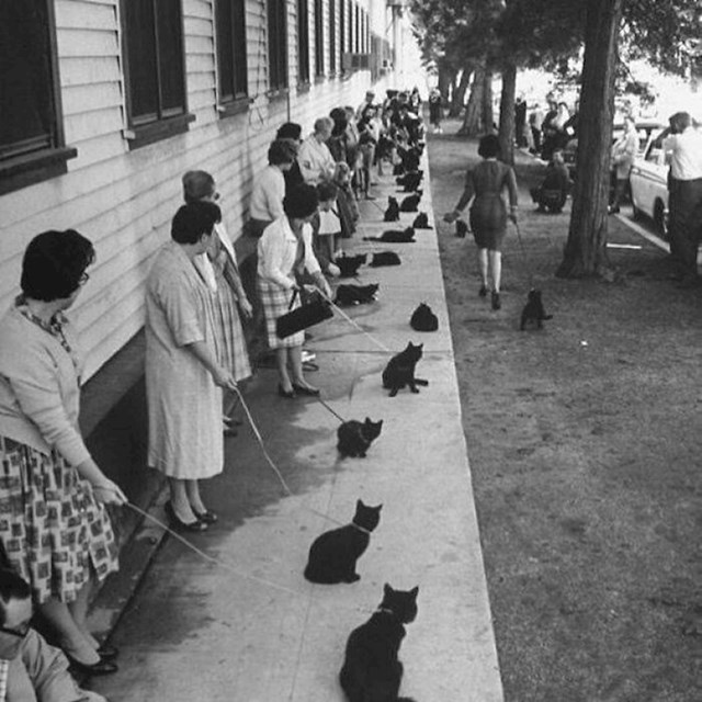 Audicija za crnu mačku u filmu "Tales of terror", 1961.