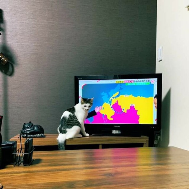 Mačka koja najavljuje prognozu