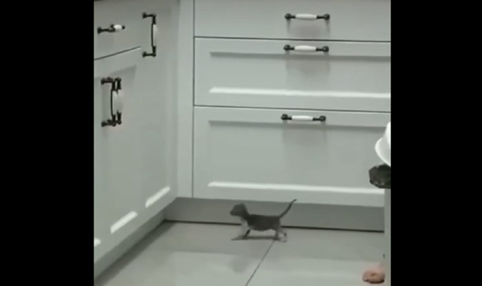 Snimka ovog odlučnog mačića rastopila je milijune na IG, morate vidjeti na kakav se pothvat sprema!