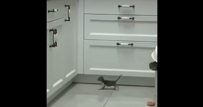 Snimka ovog odlučnog mačića rastopila je milijune na IG, morate vidjeti na kakav se pothvat sprema!