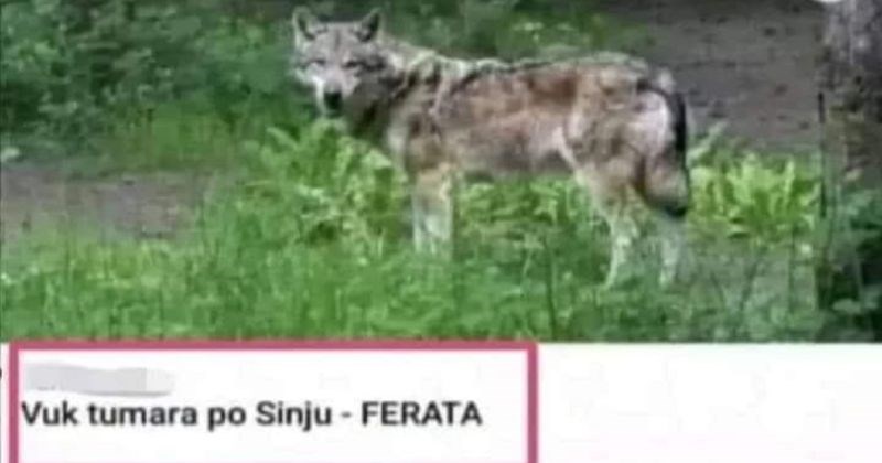 Komentari na vijest da sinjskim ulicama šeta vuk izazvali su salve smijeha u regiji, morate vidjeti