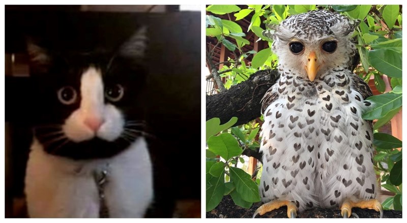 20 životinja s najslađim i najsmješnijim uzorcima na krznu ili perju koje će vam uljepšati dan