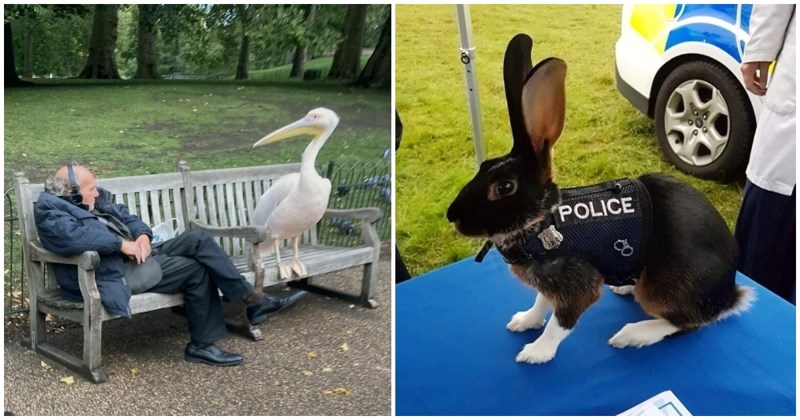 15 fora fotki životinja u neobičnim situacijama koje će vas nasmijati, a možda i zagrijati oko srca