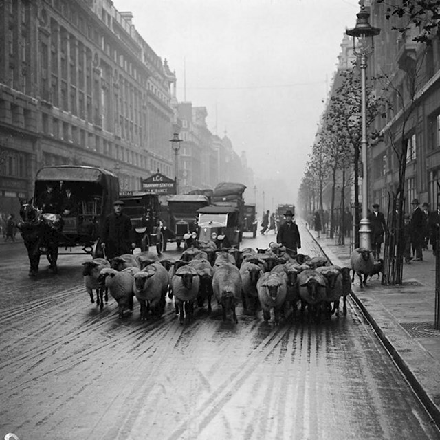 U 1920-ima i 1930-ima ovce su rutinski uvođene u londonske parkove kako bi se trava držala pod kontrolom i smanjili troškovi održavanja parkova