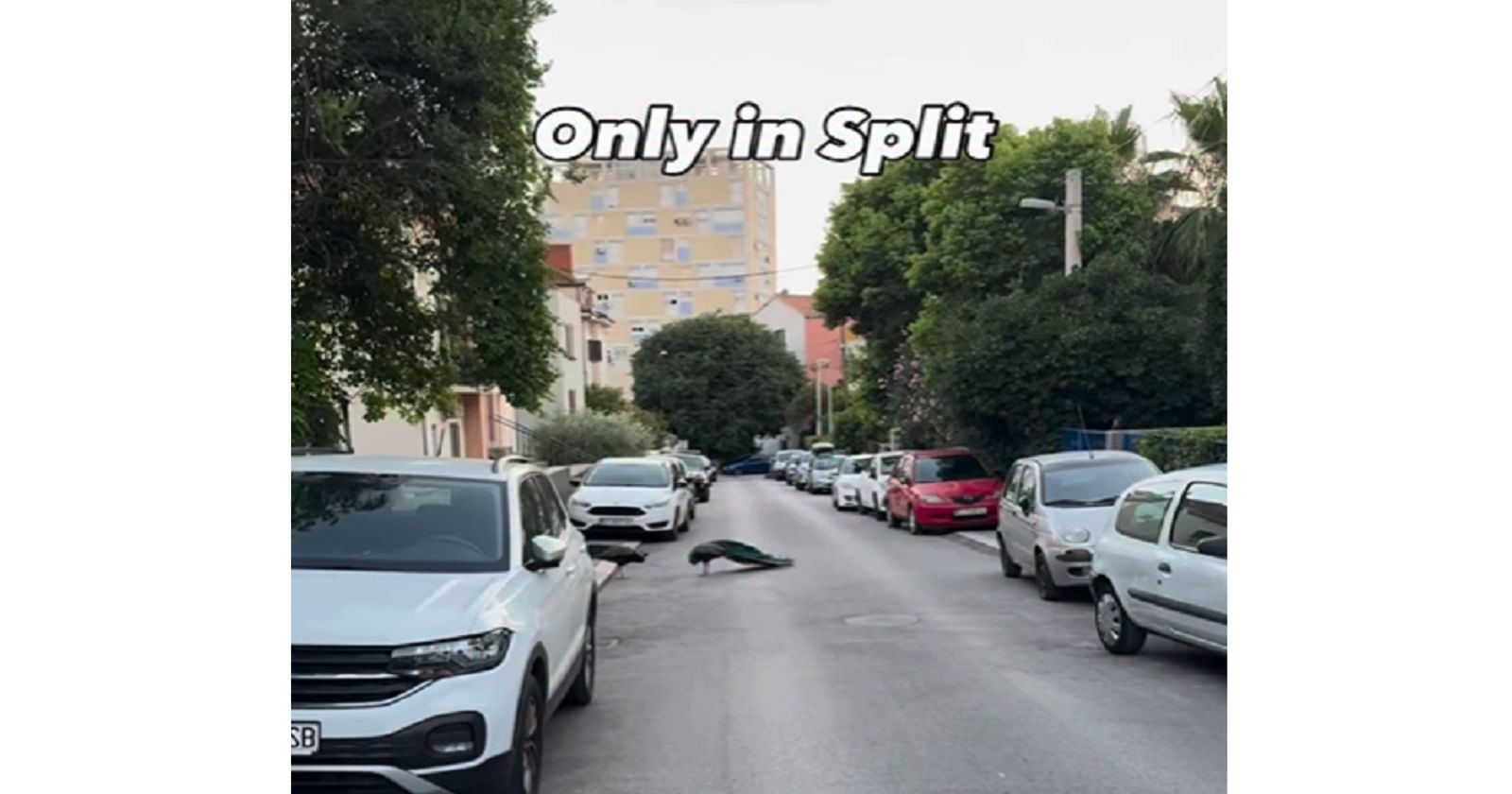 Nesvakidašnji prizor iz Splita masovno se šera mrežama, nikoga neće ostaviti ravnodušnim