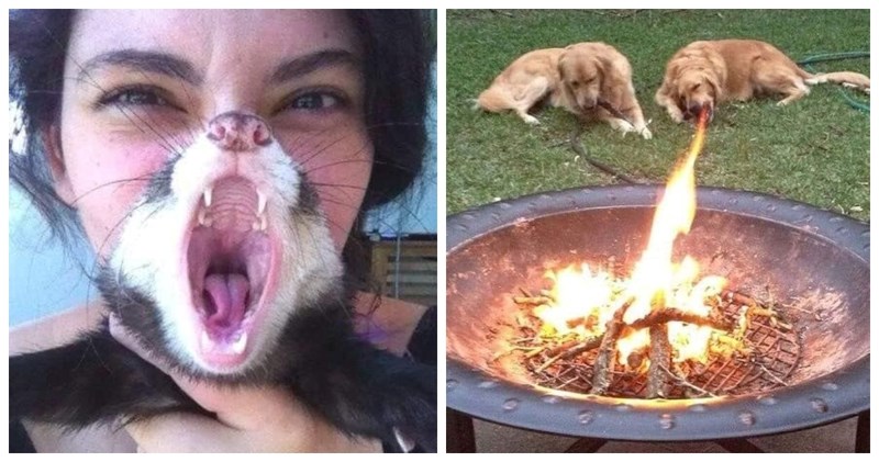 19 zabavnih fotki koje nisu mogle biti uhvaćene u boljem trenutku, svaka je bolja od prethodne