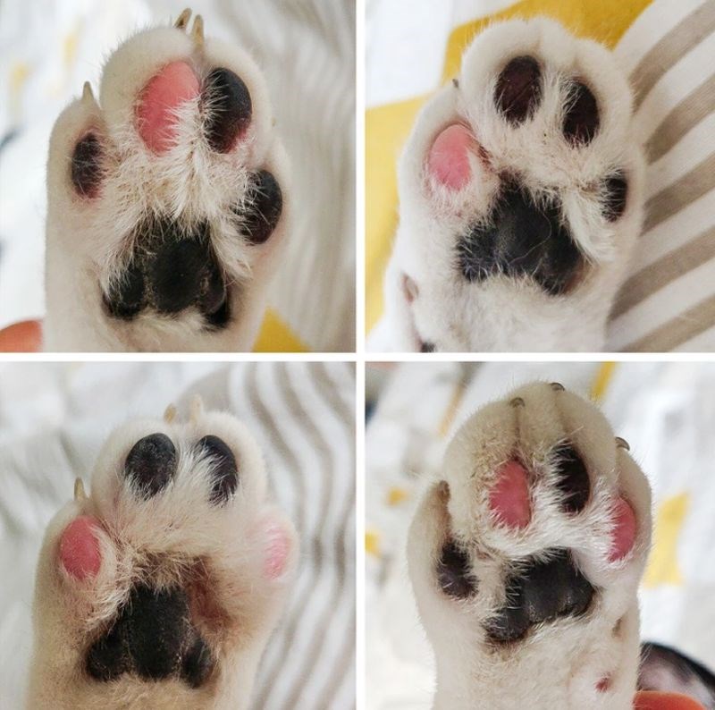 3. "Sve 4 šape moje mačke imaju jedinstvenu crnu i ružičastu kombinaciju."