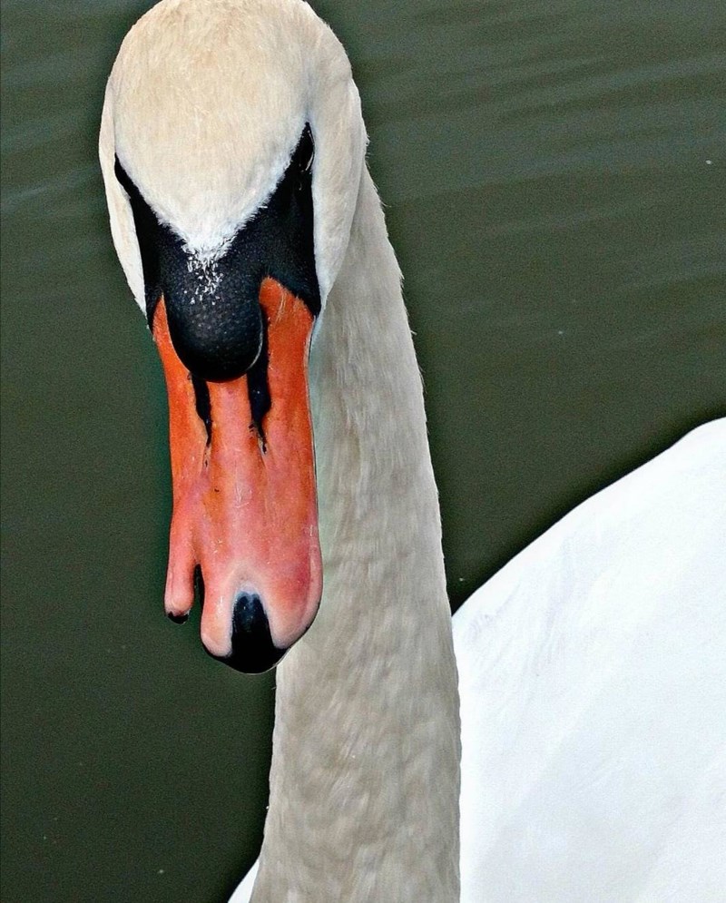 7. “Labud s deformiranim kljunom.”