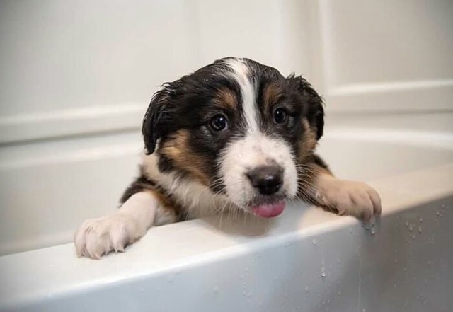 Mali mokri blep