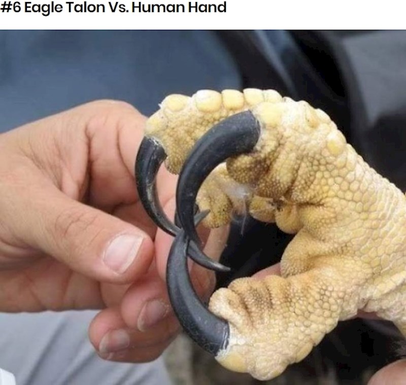 Orlova kandža i ruka čovjeka