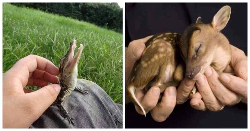 15 preslatkih fotki mladunčadi raznih životinja koje će vam zasigurno uljepšati dan