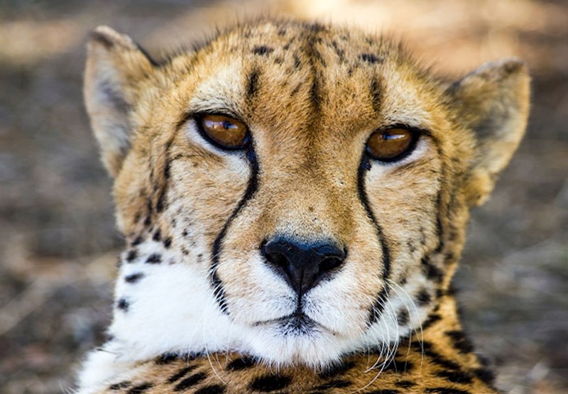 Gepardi ne mogu rikati, ali mogu mjaukati poput kućnih mačaka.