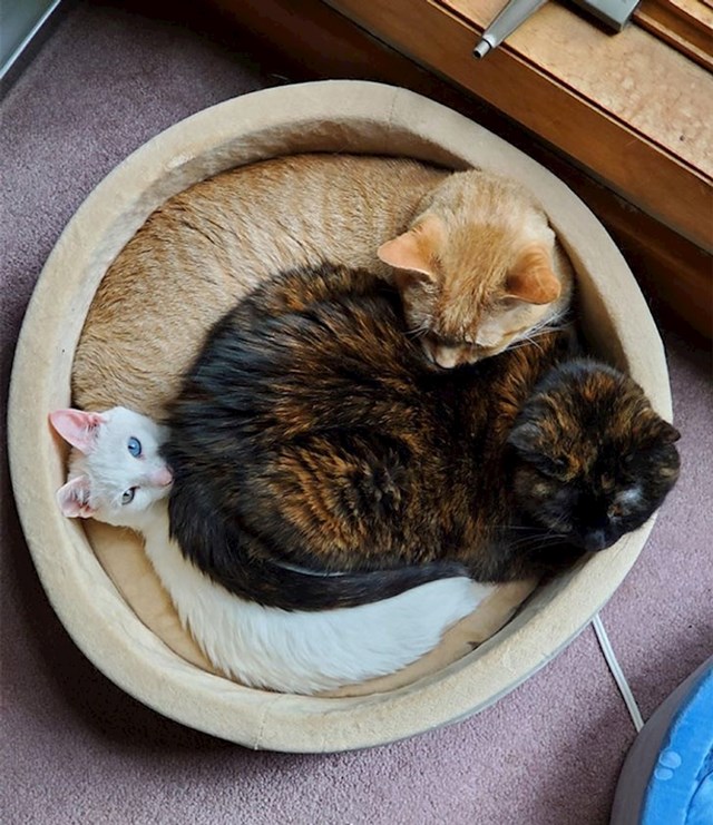 Od četiri kreveta, njih tri su izabrale jedan i u njemu zajedno spavaju