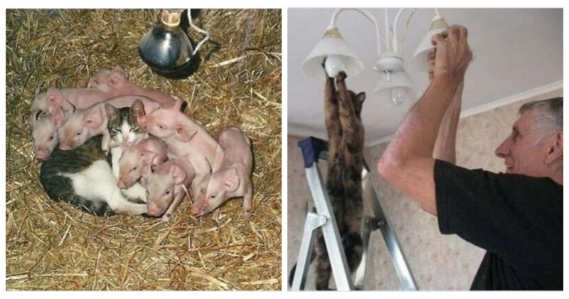 20+ puta kada su vlasnici zatekli mačke u čudnim, ali komičnim situacijama i morali su ih fotkati