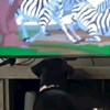 Pas je gledao Kralja lavova, zbog preslatke reakcije na jednu scenu postao je viralni hit