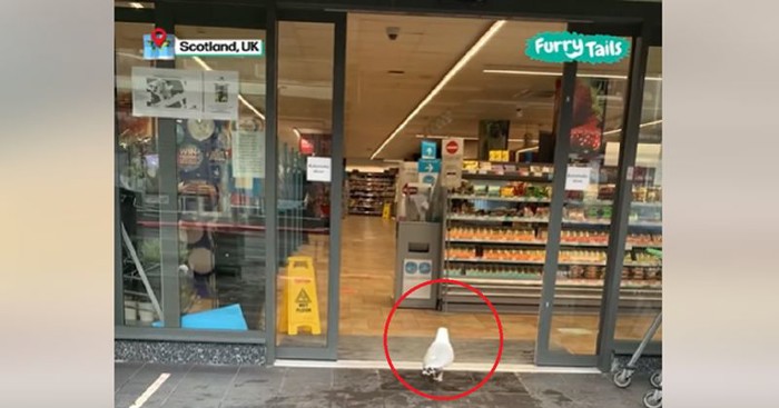 Galeb je ušetao u trgovinu, show koji je uslijedio nasmijao je milijune diljem svijeta