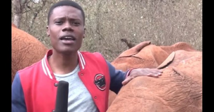 Kenijski reporter izvještavao je s terena kada je slonić upao u kadar na najslađi mogući način!