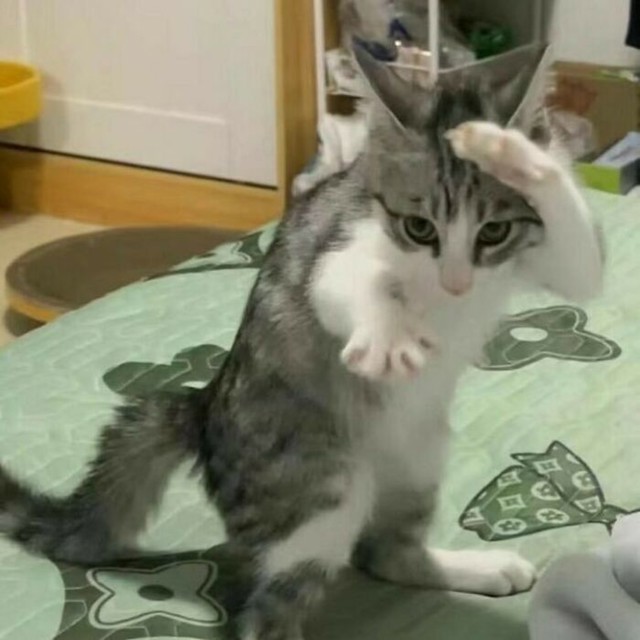 Kung-fu mačka