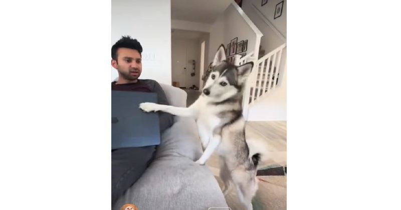 10+ šašavih pasa koji žele svu pozornost vlasnika odmah i sad! Pogledajte kakve fore im prodaju