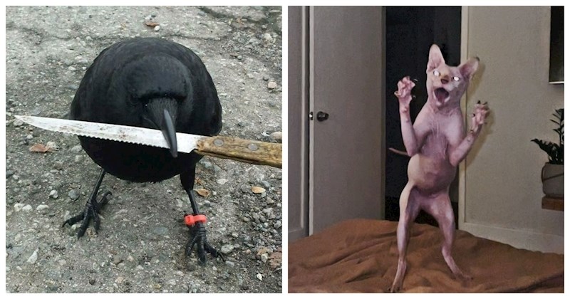 20 puta kada su ljubimci svojim vlasnicima priredili scene od kojih su dobili mini srčane udare