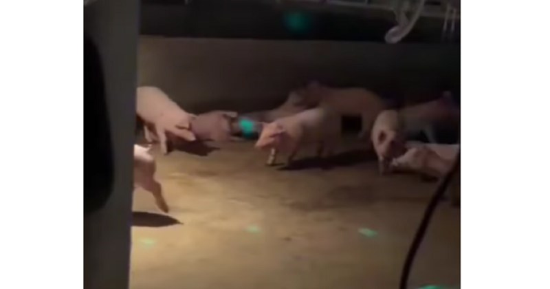 Situacija snimljena u jednom svinjcu zabavila je tisuće na IG-u, uljepšat će vam dan