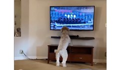 Snimku psa koji obožava gledati trke konja lajkaju milijuni diljem svijeta. Famozan je!