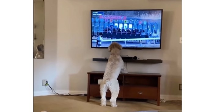 Snimku psa koji obožava gledati trke konja lajkaju milijuni diljem svijeta. Famozan je!