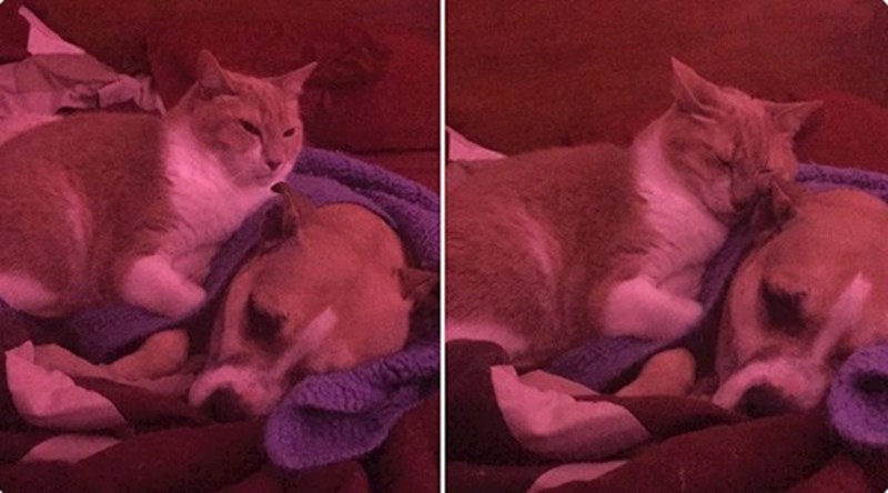 "Moj pas se bojao vatrometa pa je mačka odlučila leći do njega i utješiti ga"